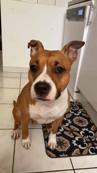 Donne chienne amstaff LOF 6 ans - Moselle