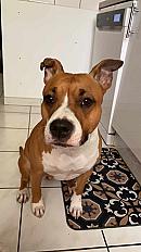 Donne chienne amstaff LOF 6 ans - Moselle