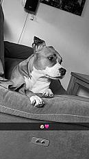 Donne chienne amstaff LOF 6 ans - Moselle - Photo 2