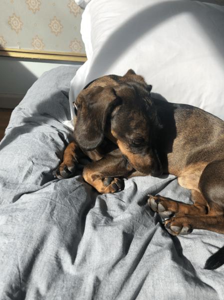 Donne Teckel 4 ans - Bouches du Rhône