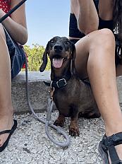 Donne Teckel 4 ans - Bouches du Rhône - Photo 2