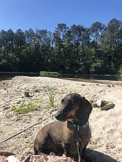 Donne Teckel 4 ans - Bouches du Rhône - Photo 3