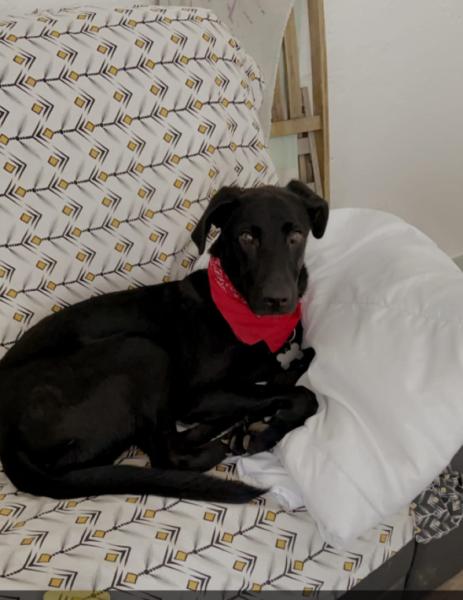 Donne chien labrador croisé 2 ans - Rhône