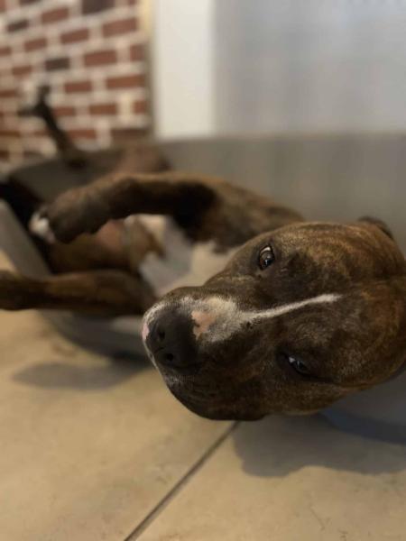 Donne Pocker Terrier x  Boxer mâle 4 ans - Var