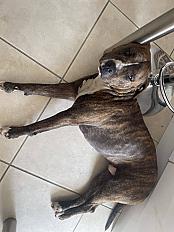 Donne Pocker Terrier x  Boxer mâle 4 ans - Var - Photo 2