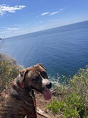 Donne Pocker Terrier x  Boxer mâle 4 ans - Var - Photo 3