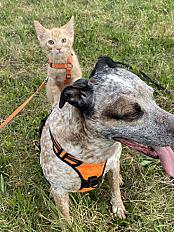 Donne Vincent bouvier d'Australie mâle 6 ans - Ain