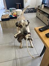 Donne Vincent bouvier d'Australie mâle 6 ans - Ain - Photo 3