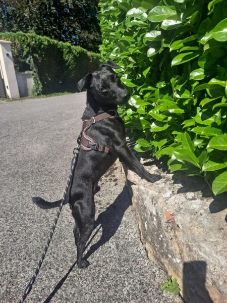 Donne chien patterdale terrier 7 ans - Jura