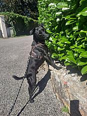 Donne chien patterdale terrier 7 ans - Jura