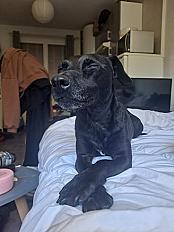 Donne chien patterdale terrier 7 ans - Jura - Photo 2