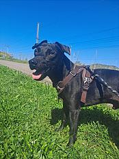 Donne chien patterdale terrier 7 ans - Jura - Photo 3