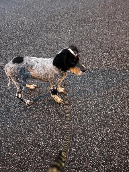 Donne Setter anglais mâle chiot 5 mois - Morbihan