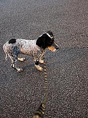 Donne Setter anglais mâle chiot 5 mois - Morbihan