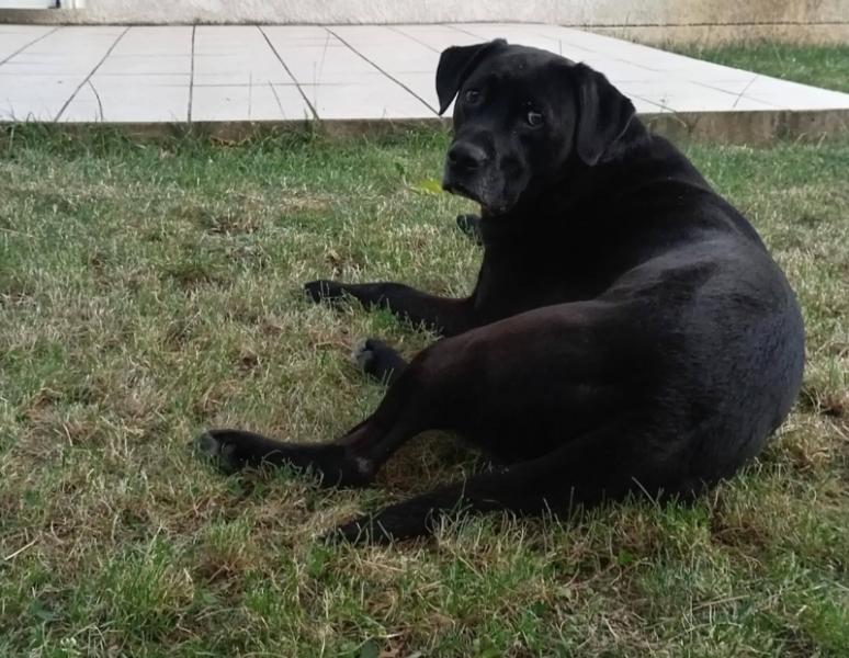 Donne Oscar malinois x labrador mâle 7 ans - Cher