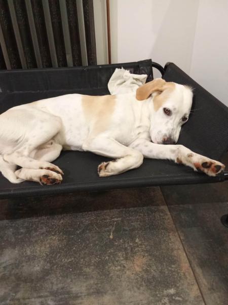 Donne setter croisé chiot 11 mois - Charente