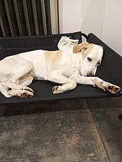 Donne setter croisé chiot 11 mois - Charente