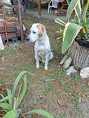 Donne setter croisé chiot 11 mois - Charente - Photo 2
