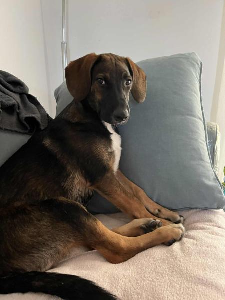 Donne Malinois croisé beagle 9 mois - Bouches du Rhône