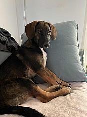 Donne Malinois croisé beagle 9 mois - Bouches du Rhône