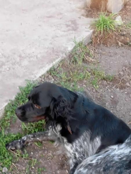 Donne Épagneul 3 ans - Gironde