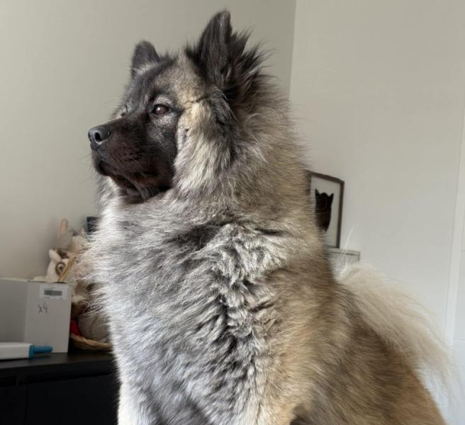 Donne chien eurasier 4 ans - Bas Rhin