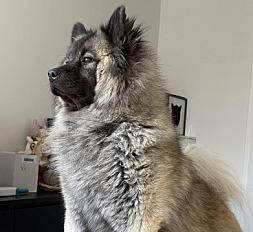 Donne chien eurasier 4 ans - Bas Rhin