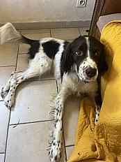 Donne Épagneul 6 ans - Bouches du Rhône