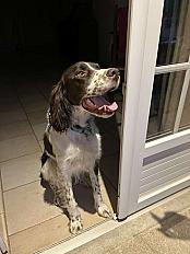 Donne Épagneul 6 ans - Bouches du Rhône - Photo 2