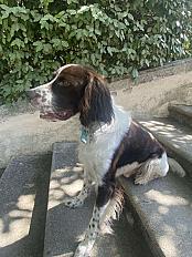 Donne Épagneul 6 ans - Bouches du Rhône - Photo 4