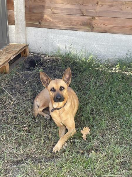 Donne chienne malinois croisée 5 ans - Gironde