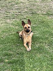 Donne chienne malinois croisée 5 ans - Gironde - Photo 2