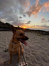 Donne chienne malinois croisée 5 ans - Gironde - Photo 3