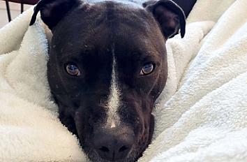 Donne chien croisé dogue 6 ans - Haute Garonne