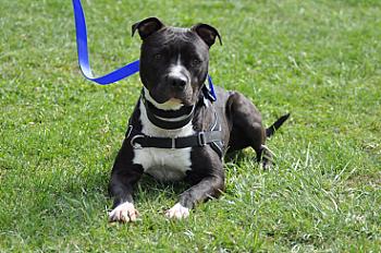 Donne chien croisé dogue 6 ans - Haute Garonne - Photo 2