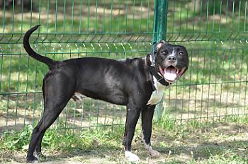 Donne chien croisé dogue 6 ans - Haute Garonne - Photo 3