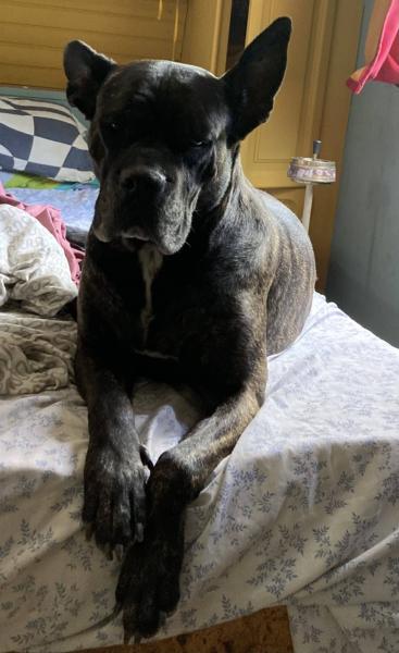 Donne chienne cane corso 7 ans - Gard