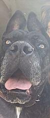 Donne chienne cane corso 7 ans - Gard - Photo 2