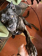Donne chienne cane corso 7 ans - Gard - Photo 3