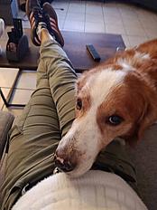 Donne chien croisé bouvier bernois 8 ans - Haut Rhin