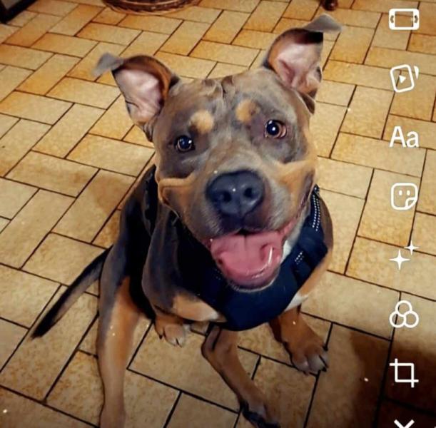 Donne american bully croisé mâle 2 ans - Haute Garonne