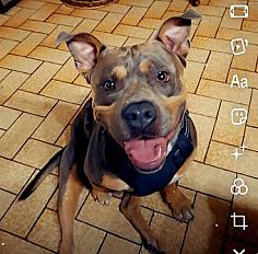 Donne american bully croisé mâle 2 ans - Haute Garonne