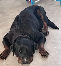 Donne rottweiler femelle 8 ans - Drôme