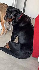 Donne rottweiler femelle 8 ans - Drôme - Photo 2