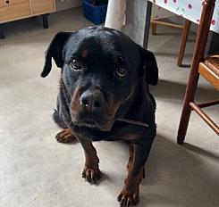 Donne rottweiler femelle 8 ans - Drôme - Photo 3