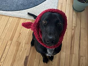 Donne Snow Labrador berger mâle 8 ans - Haute Garonne