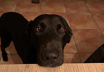 Donne Snow Labrador berger mâle 8 ans - Haute Garonne - Photo 2
