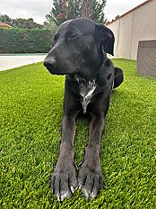 Donne Snow Labrador berger mâle 8 ans - Haute Garonne - Photo 3