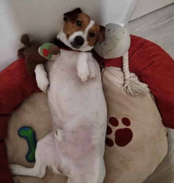 A donner jack Russel mâle 4 ans - Rhône