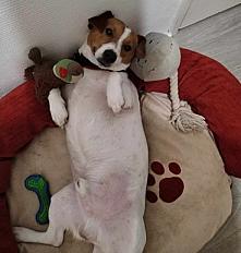 A donner jack Russel mâle 4 ans - Rhône